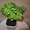 Стевия - медовая трава -растение для дома и сада #1271506