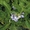 Дынная груша -ПЕПИНО- экзотическое растение #1271505