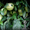 Дынная груша -ПЕПИНО- экзотическое растение - Изображение #2, Объявление #1271505