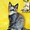 Мейн-кун котята - Изображение #2, Объявление #1284709
