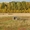 Продам фермерское хозяйство (земля, строения, жилье) в 250 км от Москвы - Изображение #4, Объявление #1302997