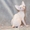 Котенок канадского сфинкса окраса крем минк #1298972