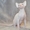 Котенок канадского сфинкса окраса крем минк - Изображение #3, Объявление #1298972