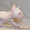 Котенок канадского сфинкса окраса крем минк - Изображение #5, Объявление #1298972