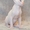 Котенок канадского сфинкса окраса крем минк - Изображение #4, Объявление #1298972