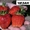 Рассада клубники  самых крупноплодных сортов-новинок - Изображение #7, Объявление #1307215