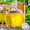 В продаже мед урожая 2015 года и медовуха из свежего меда  #1313506