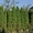 Декоративное растение самшит от 140 руб за куст - Изображение #2, Объявление #1325474