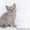 Шотландские вислоухие и британские котята - Изображение #3, Объявление #1324201