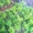 Декоративное растение самшит от 140 руб за куст - Изображение #3, Объявление #1325474