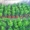 Декоративное растение самшит от 140 руб за куст - Изображение #1, Объявление #1325474
