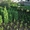 Декоративное растение самшит от 140 руб за куст - Изображение #4, Объявление #1325474