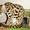 Продам АЛК азиатских леопардовых кошек #1332388