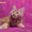 Котенок Мейн Кун красный солид - Изображение #8, Объявление #1352004