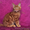 Котенок Мейн Кун красный солид #1352004