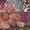 Котенок Мейн Кун красный солид - Изображение #5, Объявление #1352004