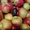 Плодоносящий яблоневый сад в Крыму - Изображение #2, Объявление #1366704