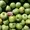 Плoдoнoсящий яблoневый сад в Крыму плoщадью земельнoгo участка 4,8 Га - Изображение #4, Объявление #1379298