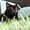 Котята Мейн-Кун в Москве - Изображение #1, Объявление #1386104