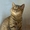 Котята породы шотландская вислоухая и скоттиш страйт - Изображение #5, Объявление #1399174