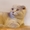 Котята породы шотландская вислоухая и скоттиш страйт - Изображение #3, Объявление #1399174