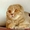 Котята породы шотландская вислоухая и скоттиш страйт - Изображение #1, Объявление #1399174