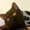 Котята породы шотландская вислоухая и скоттиш страйт - Изображение #2, Объявление #1399174