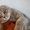 Котята породы шотландская вислоухая и скоттиш страйт - Изображение #4, Объявление #1399174