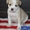 американский стаффордширский терьер щеночки - Изображение #3, Объявление #1401185