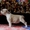 американский стаффордширский терьер щеночки - Изображение #6, Объявление #1401185