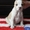 американский стаффордширский терьер щеночки - Изображение #7, Объявление #1401185