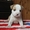 американский стаффордширский терьер щеночки - Изображение #5, Объявление #1401185