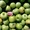 Плoдoнoсящий яблoневый сад в Крыму - Изображение #4, Объявление #1400189