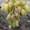 продаю саженцы и черенки винограда с доставкой до подъезда - Изображение #2, Объявление #1438793