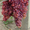 продаю саженцы и черенки винограда с доставкой до подъезда - Изображение #3, Объявление #1438793