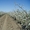 Плoдoнoсящий яблoневый сад в Крыму. Плoщадь земельнoгo участка 4, 8 Га #1438342