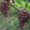 продаю саженцы и черенки винограда с доставкой до подъезда - Изображение #4, Объявление #1438793