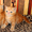 Экзотические котята красный мрамор #1483855