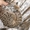 Амурский леопардовый котенок - Изображение #3, Объявление #1489943