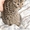 Амурский леопардовый котенок #1489943