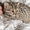 Амурский леопардовый котенок - Изображение #2, Объявление #1489943