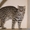 Амурский леопардовый котенок - Изображение #5, Объявление #1489943