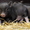 Вьетнамская вислобрюхая свинья, поросята (1мес.) продам - Изображение #1, Объявление #1487854
