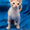 Продажа котят корниш рекс - Изображение #2, Объявление #1502058