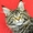 Котята МЕЙН КУН из питомника Nika`Favorit - Изображение #2, Объявление #1495884