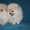 Милые веселые щенки померанского шпица - Изображение #3, Объявление #1507630