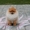Породистые щенки миниатюрного померанского шпица - Изображение #3, Объявление #1515184