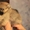 Красивые,  породистые щенки померанского шпица #1533415