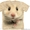 футболка Hamster Face #1534874