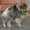 Красивые, породистые щенки померанского шпица - Изображение #2, Объявление #1533415
